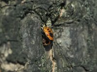 Harmonia axyridis 5, Aziatisch lieveheersbeestje, Saxifraga-Frits Bink