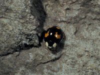 Harmonia axyridis 7, Aziatisch lieveheersbeestje, ex larva, Saxifraga-Frits Bink