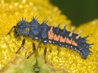 Harmonia axyridis #09610 : Harmonia axyridis, Asian lady beetle, Veelkleurig Aziatisch lieveheersbeestje, Larva