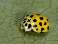 Harmonia axyridis #03008 : Harmonia axyridis, Asian lady beetle, Veelkleurig Aziatisch lieveheersbeestje