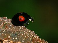 Harmonia axyridis 48, Aziatisch lieveheersbeestje, Foto Fitis-Sytske Dijksen