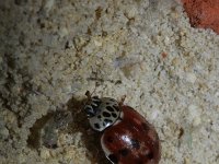 Harmonia quadripunctata,  Cream-streaked Ladybird