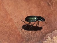 Harpalus affinis 1, Behaarde kruiper, Saxifraga-Frits Bink