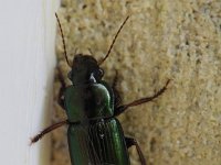 Harpalus affinis 2, Behaarde kruiper, Saxifraga-Rutger Barendse