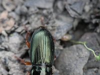 Harpalus smaragdinus 1, Smaragdkruiper, Saxifraga-Rutger Barendse