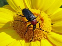 Heliotaurus ruficollis, Saxifraga-Tom Heijnen