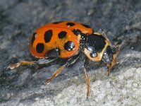 Hippodamia tredecimpunctata, 13-spot Ladybird