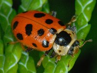 Hippodamia tredecimpunctata 6, Dertienstippelig lieveheersbeestje, Saxifraga-Ab H Baas