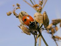 Hippodamia variegata