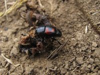 Hister quadrimaculatus 1, Saxifraga-Al Vrezec