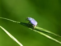 Hoplia caerulea 1, Saxifraga-Dirk Hilbers