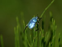 Hoplia caerulea 2, Saxifraga-Dirk Hilbers