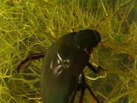 Hydrophilus piceus, Great Silver Water Beetle