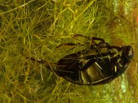 Hydrophilus piceus 4, Grote spinnende watertor, Saxifraga-Kees Marijnissen