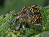 Hylobius abietis, Large Pine Weevil