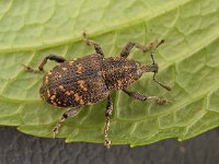 Hylobius abietis 3, Grote dennensnuitkever, Saxifraga-Ab H Baas