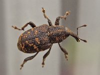 Hylobius abietis 6, Grote dennensnuitkever, Saxifraga-Ab H Baas