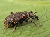 Hylobius abietis 4, Grote dennesnuitkever, Saxifraga-Ab H Baas