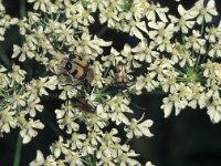 Judolia cerambyciformis 1, Saxifraga-Frits Bink