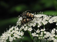 Judolia cerambyciformis 2, Saxifraga-Al Vrezec