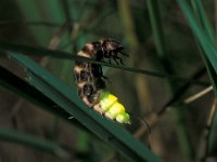 Lamprohiza splendidula 5, Kleine glimworm, Saxifraga-Frits Bink