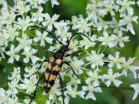 Leptura quadrifasciata 12, Gevlekte smalboktor, Saxifraga-Ben Delbaere