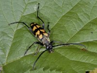 Leptura quadrifasciata 01 #02943 : Leptura quadrifasciata, Four-banded Longhorn, Vierbandsmalbok, male