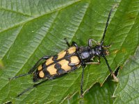 Leptura quadrifasciata #08761 : Leptura quadrifasciata, Four-banded Longhorn, Vierbandsmalbok, female