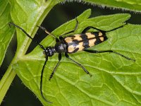 Leptura quadrifasciata #08253 : Leptura quadrifasciata, Four-banded Longhorn, Vierbandsmalbok