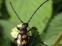 Leptura quadrifasciata 5, Gevlekte smalboktor, Saxifraga-Frank Dorsman  Leptura quadrifasc​iata, Vierband smalbok De Zilk 100611