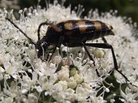 Leptura quadrifasciata 6, Gevlekte smalboktor, Saxifraga-Frank Dorsman  Leptura quadrifasciataAW-duinen 010911