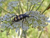 Leptura quadrifasciata N0582 : Leptura quadrifasciata, Four-banded Longhorn, Vierbandsmalbok