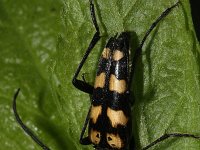 Leptura quadrifasciata 8, Gevlekte smalboktor, Saxifraga-Rutger Barendse