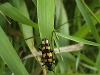 Longhorn beetle (Leptura quadrifasciata)  Longhorn beetle (Leptura quadrifasciata) : Longhorn beetle, beetle, Leptura quadrifasciata, insect, wildlife, single animal, animal, wing, wings, spotted, nature, natural, antenna, antennas, yellow, black, outside, outdoor, outdoors, summer, summertime, nobody, no people, banded