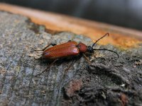 Leptura rubra