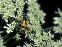 Leptura maculata