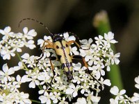 Leptura maculata 2, Geringelde smalboktor, Saxifraga-Peter Meininger