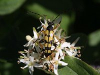 Leptura maculata 7, Geringelde smalboktor, Saxifraga-Rutger Barendse