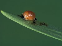 Lilioceris lilii 8, Leliehaantje, pupa, Saxifraga-Frits Bink