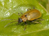 Lochmaea capreae