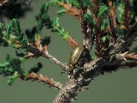 Lochmaea suturalis 1, Heidekever, Saxifraga-Frits Bink