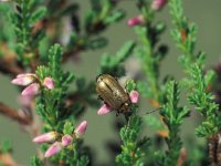 Lochmaea suturalis 2, Heidekever, Saxifraga-Frits Bink