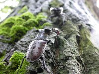 Lucanus cervus 1, Vliegend hert, male, Saxifraga-Mark Zekhuis