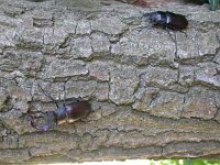 Lucanus cervus 10, Vliegend hert, pair, Saxifraga-Mark Zekhuis