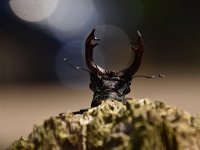 Lucanus cervus 101, Vliegend hert, Saxifraga-Luuk Vermeer