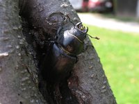 Lucanus cervus 12, Vliegend hert, Saxifraga-Al Vrezec