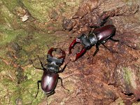 Lucanus cervus 14, Vliegend hert, male, Saxifraga-Mark Zekhuis