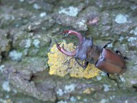 Lucanus cervus 19, Vliegend hert, male, Saxifraga-Mark Zekhuis