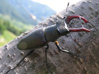 Lucanus cervus 2, Vliegend hert, Saxifraga-Al Vrezec