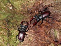 Lucanus cervus 20, Vliegend hert, male, Saxifraga-Mark Zekhuis